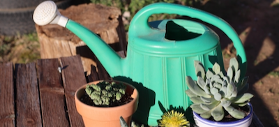 Pflanzen für den Garten